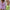 Millie Summer Set