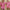 Daisy Hot Pink Set