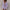 Millie Summer Set